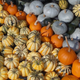 Tipos de calabaza. Wikimedia Commons